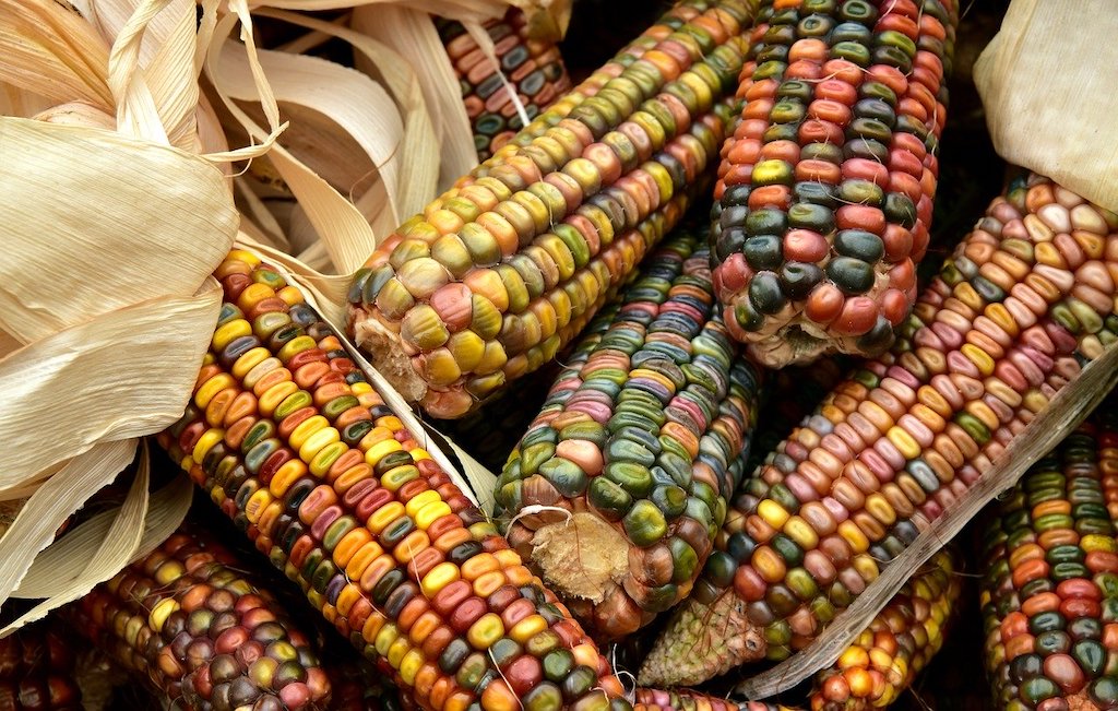 corn