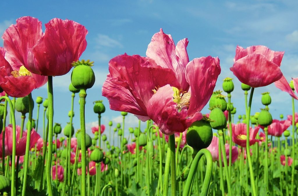 Plant Profile: Opium Poppy (Papaver somniferum)