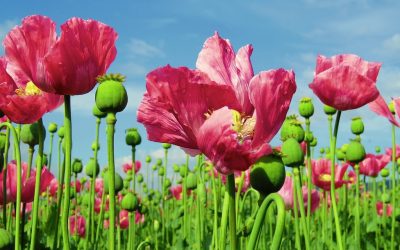 Plant Profile: Opium Poppy (Papaver somniferum)