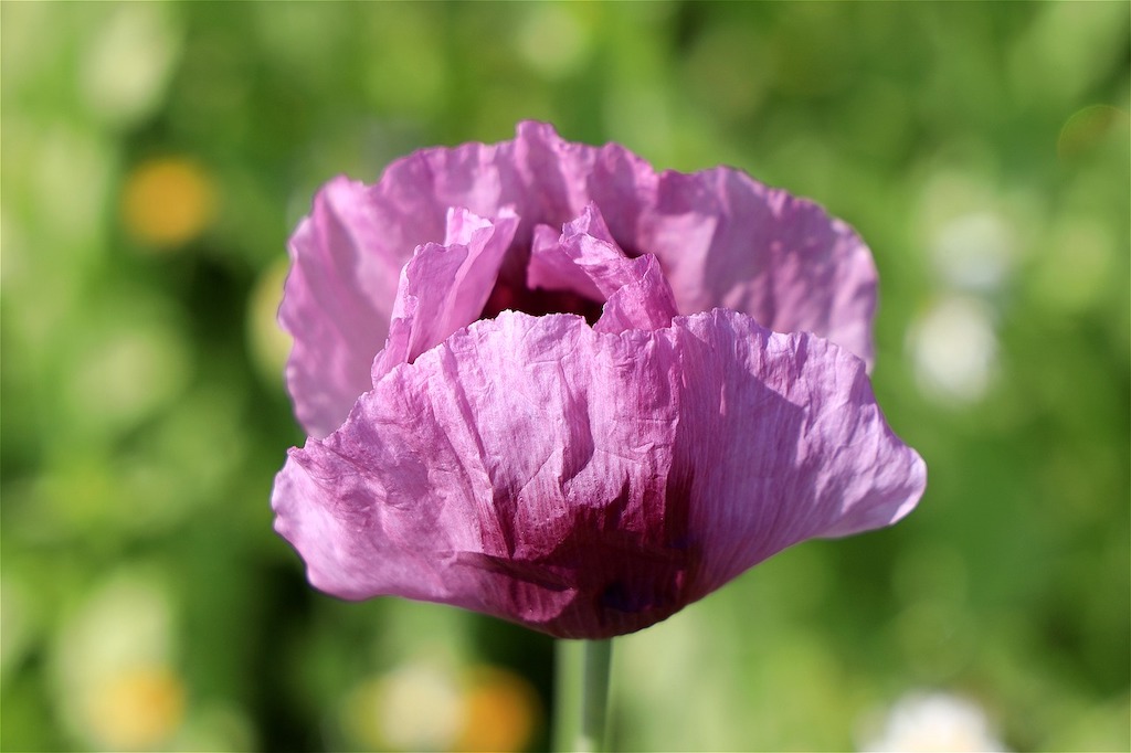 Papaver species Greek Poppy