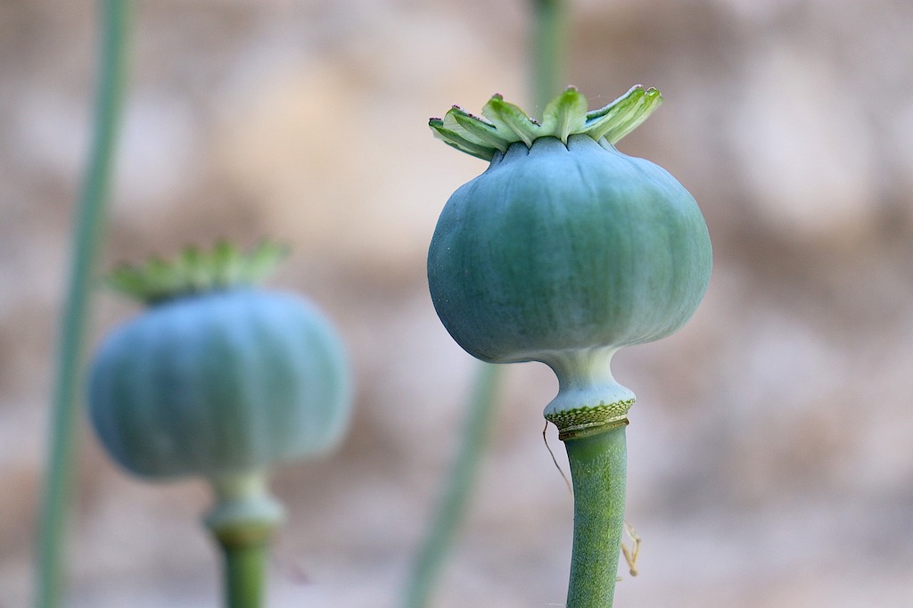 poppy pods