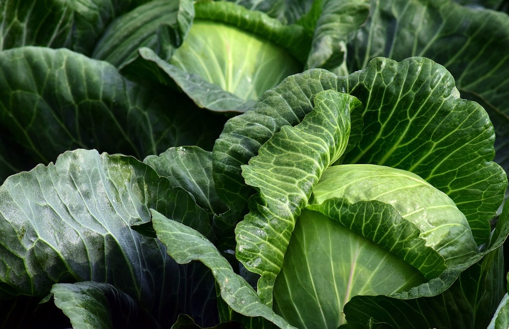 White Cabbage