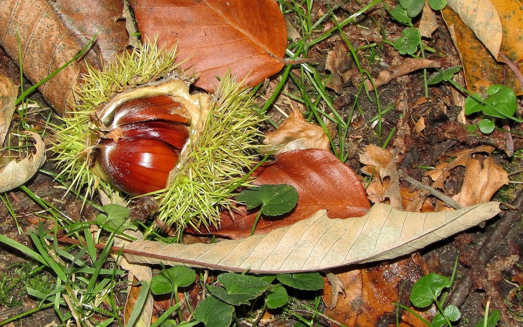 Foraging: Sweet Chestnuts (Castanea sativa)