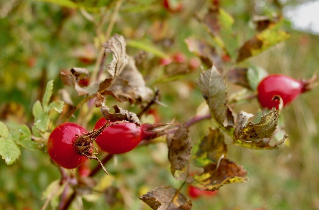 How To Make Rose-Hip Syrup