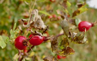 How To Make Rose-Hip Syrup