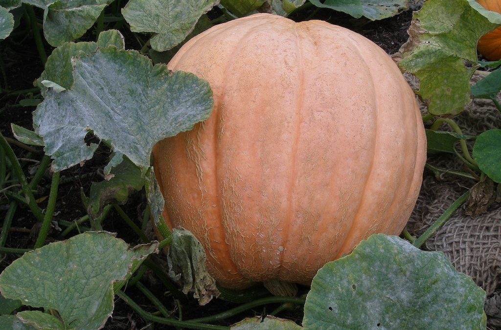 Pumpkins (Curcubita sp)