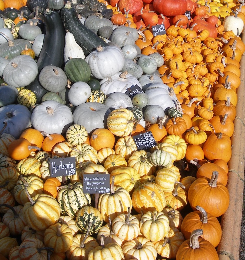 pumpkin varieties