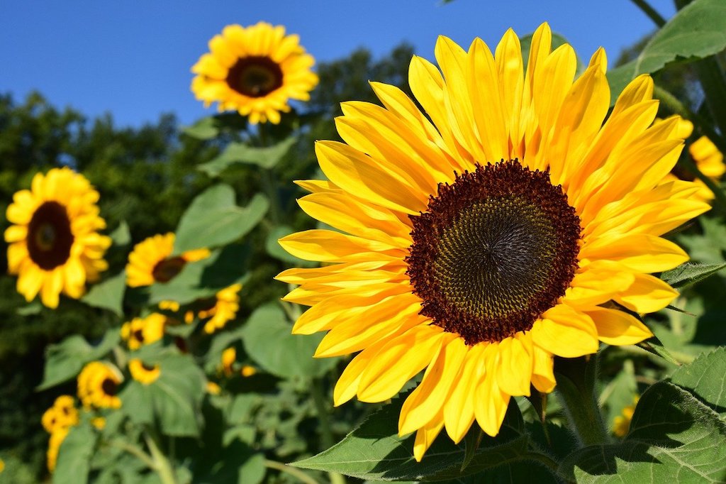 sunflower Sunflower