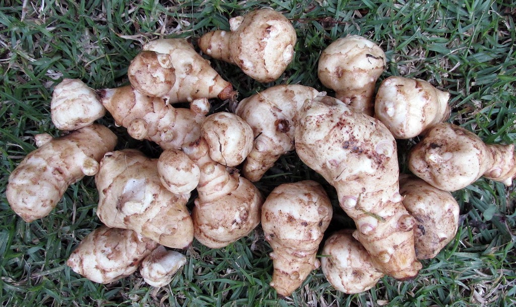 Jerusalem Artichoke tubers