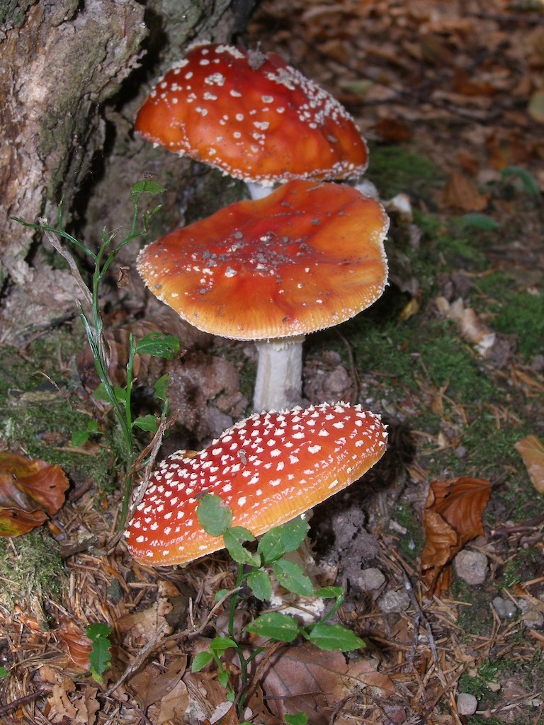 fly agaric, different stages
