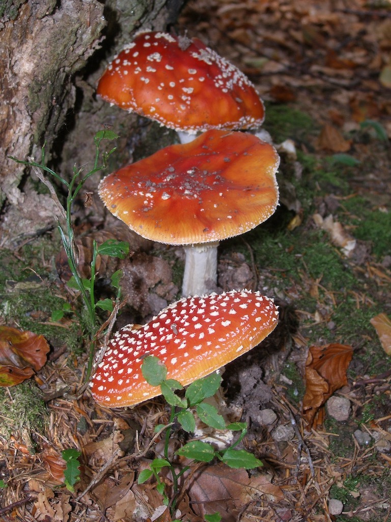 fly-agaric-amanita-muscaria-sacred-earth