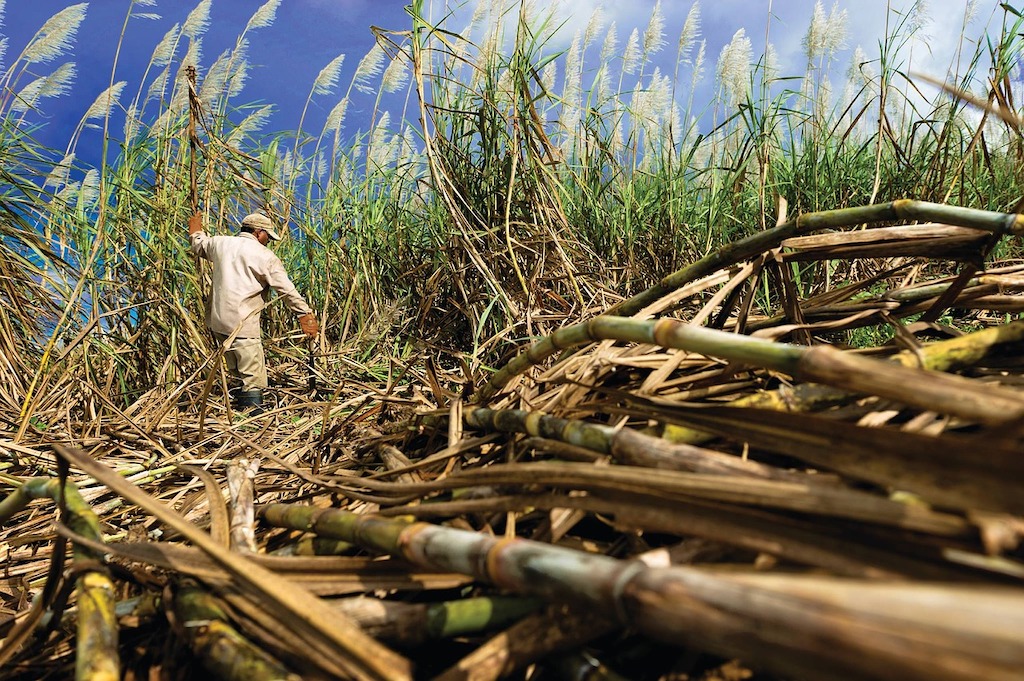 sugar harvest