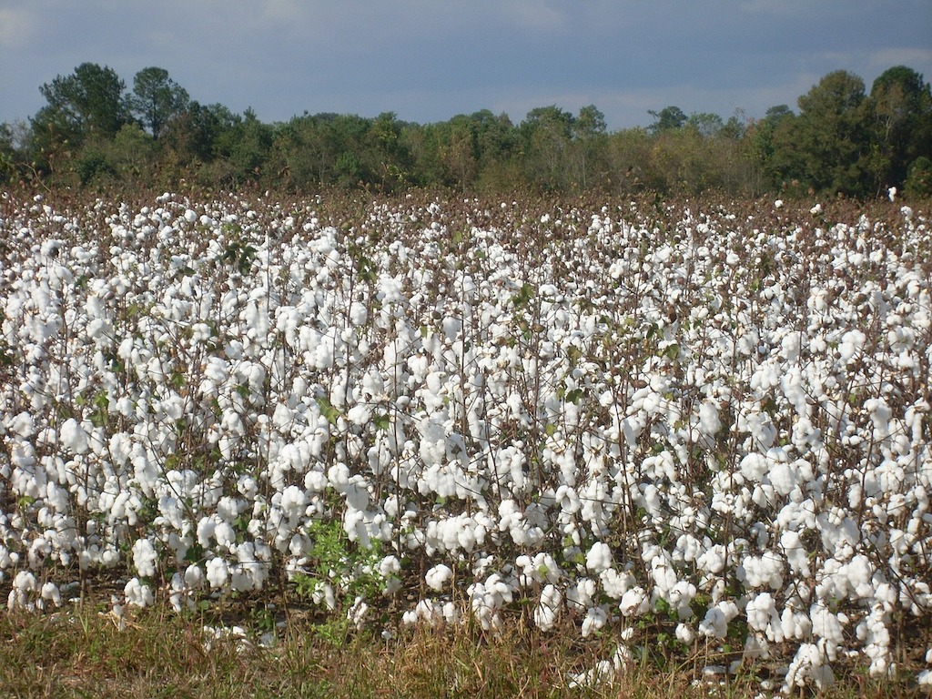 cotton field