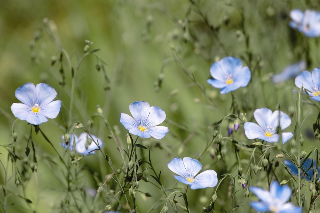 Flax Flowers