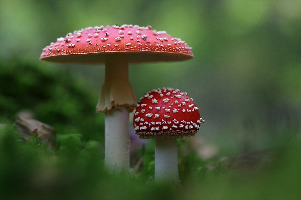 fly agaric mushrooms