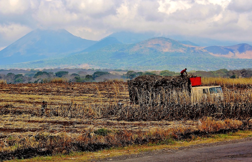 sugar plantation