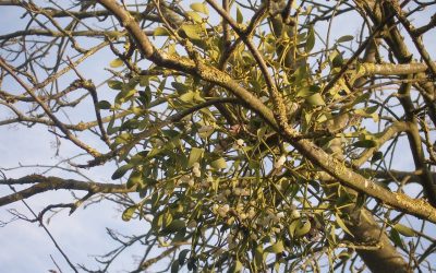 Plant Profile: Mistletoe – Viscum album