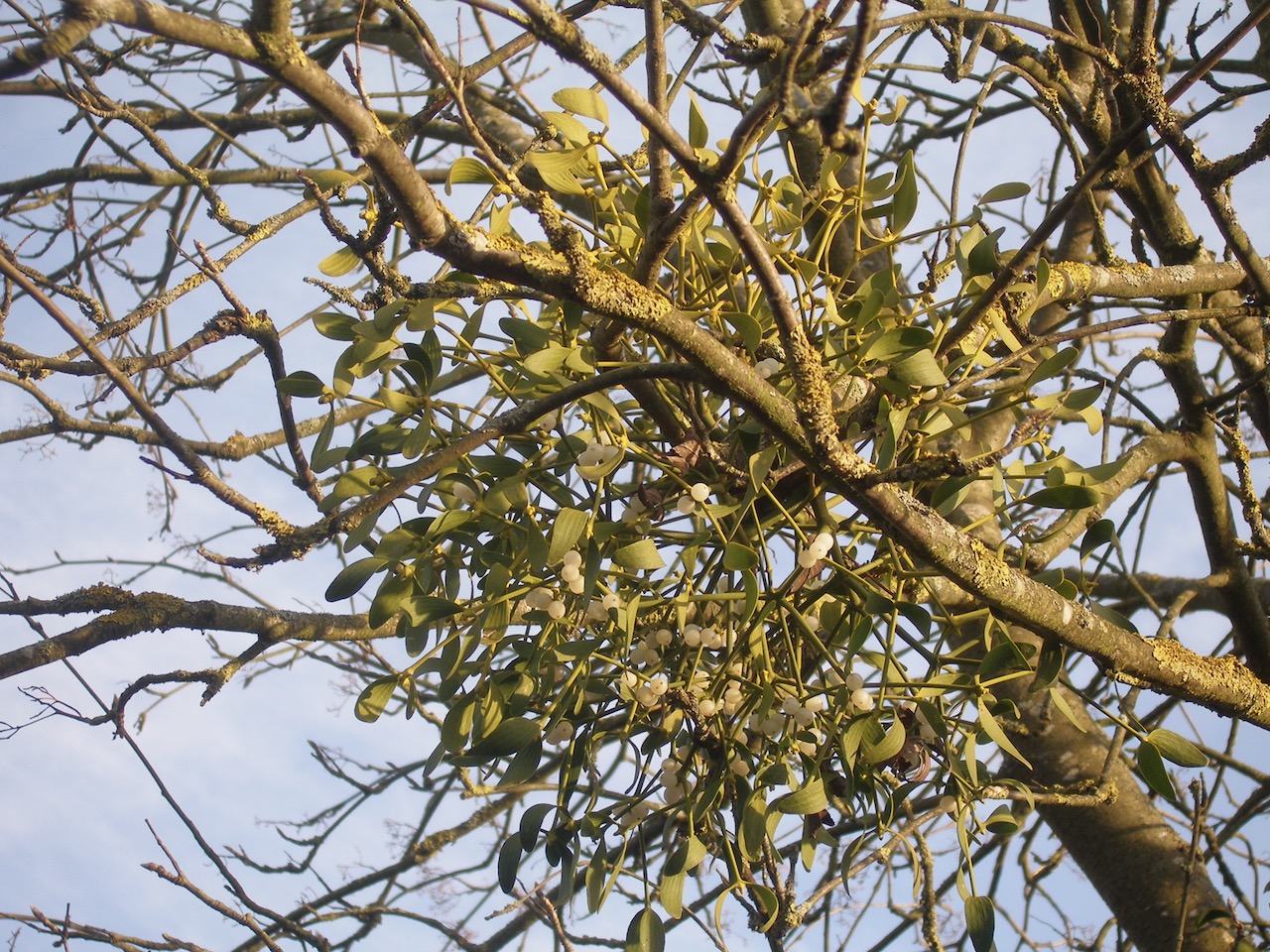 Mysterious Mistletoe