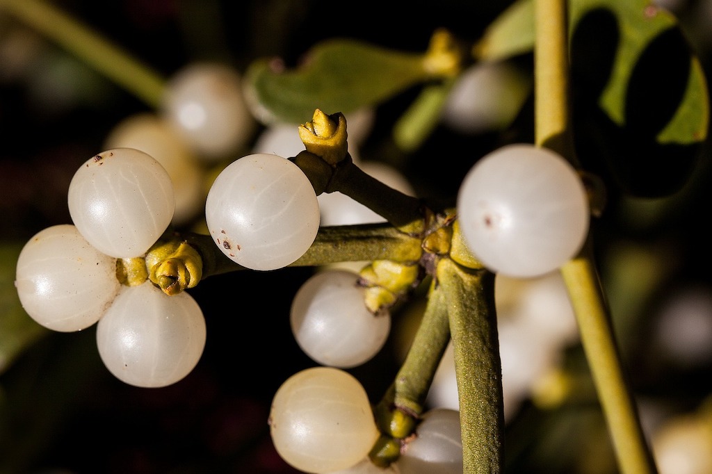 Mistletoe berries