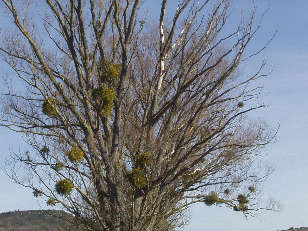 Mistletoe in trees
