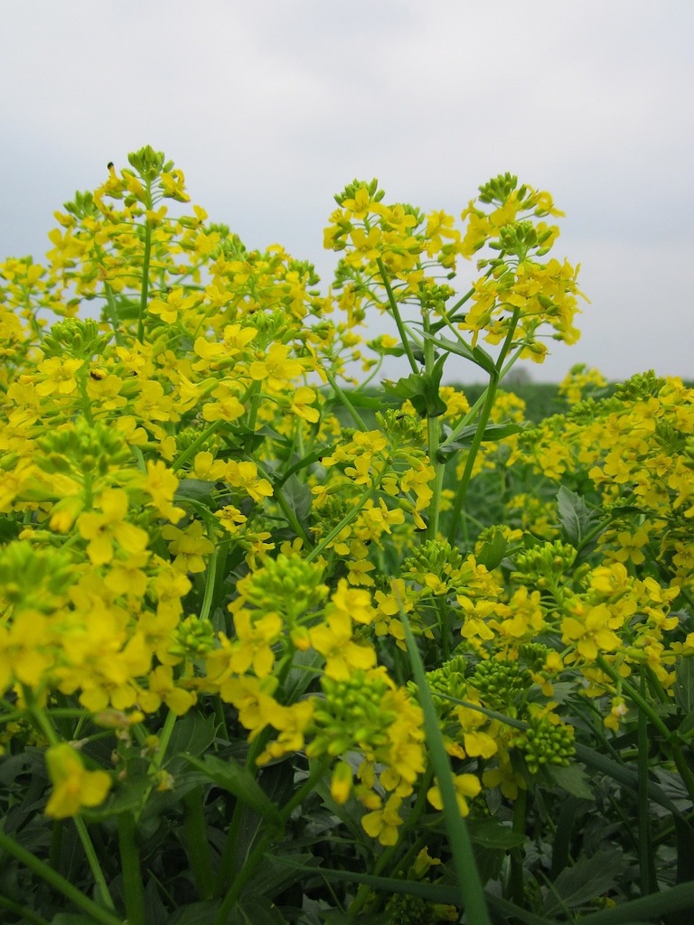 wintercress - Barbarea vulgaris