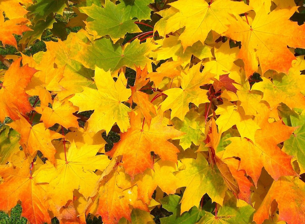 colourful maple leaves