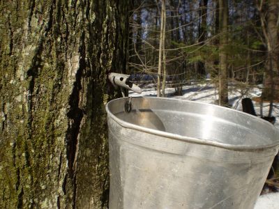 Maple Sap Tap