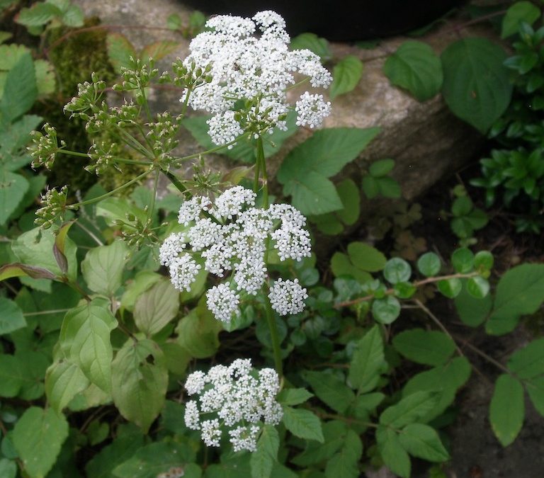 Foraging Goutweed (Aegopodium podagraria)