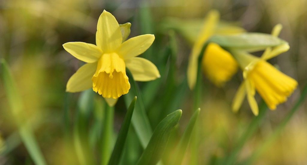 Spring Equinox - Daffodils