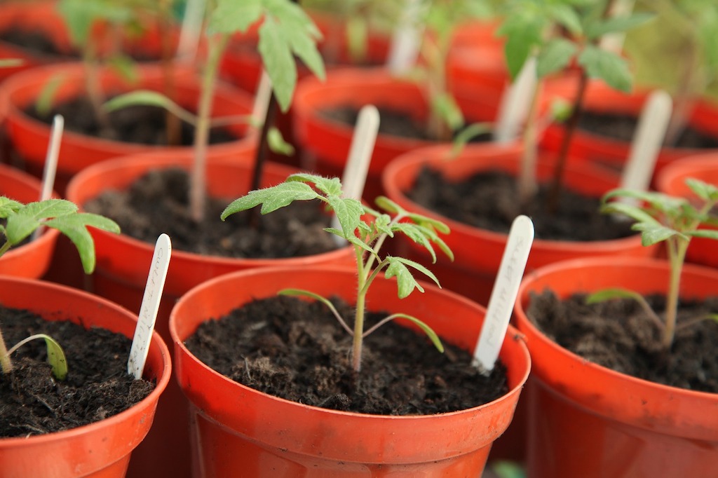 Gardening Jobs in April: up-potting Tomato Seedlings