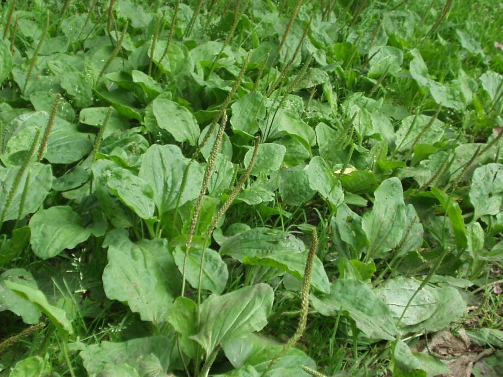 Broad-leaved Plantain - Plantago major