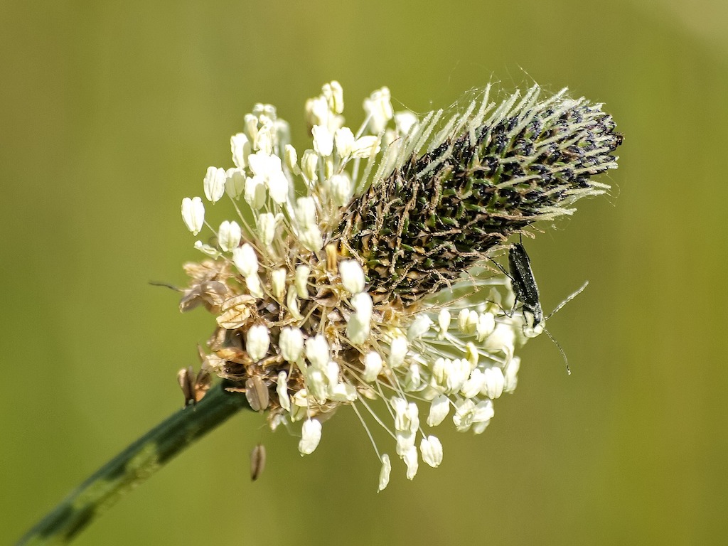 Ribwort Plantain