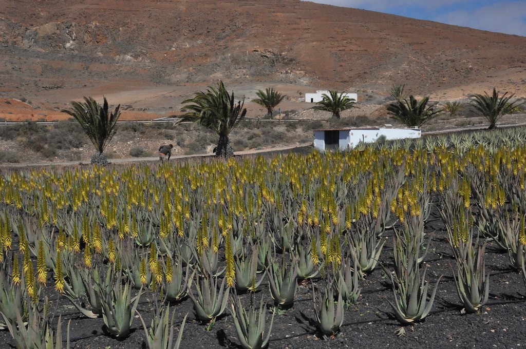 Aloe vera plantation