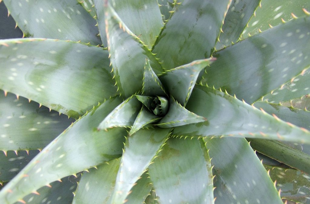 Plant Profile: Aloe vera