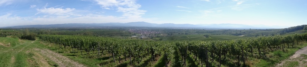 Plant Profile: Grapevine (vitis vinifera)