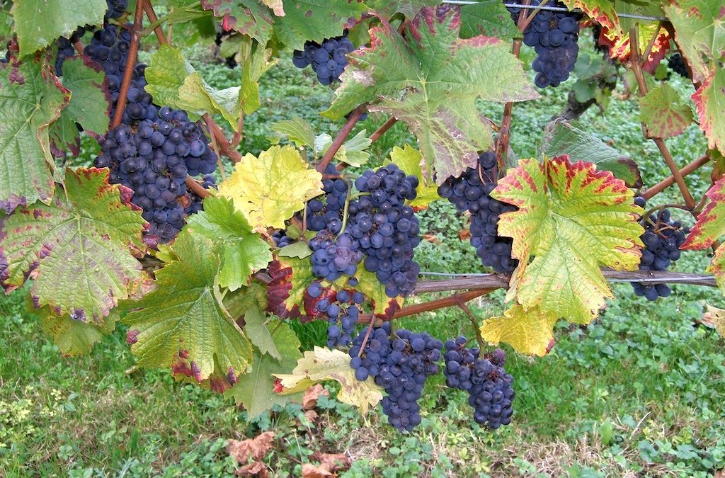 The Cultural History of Grapes