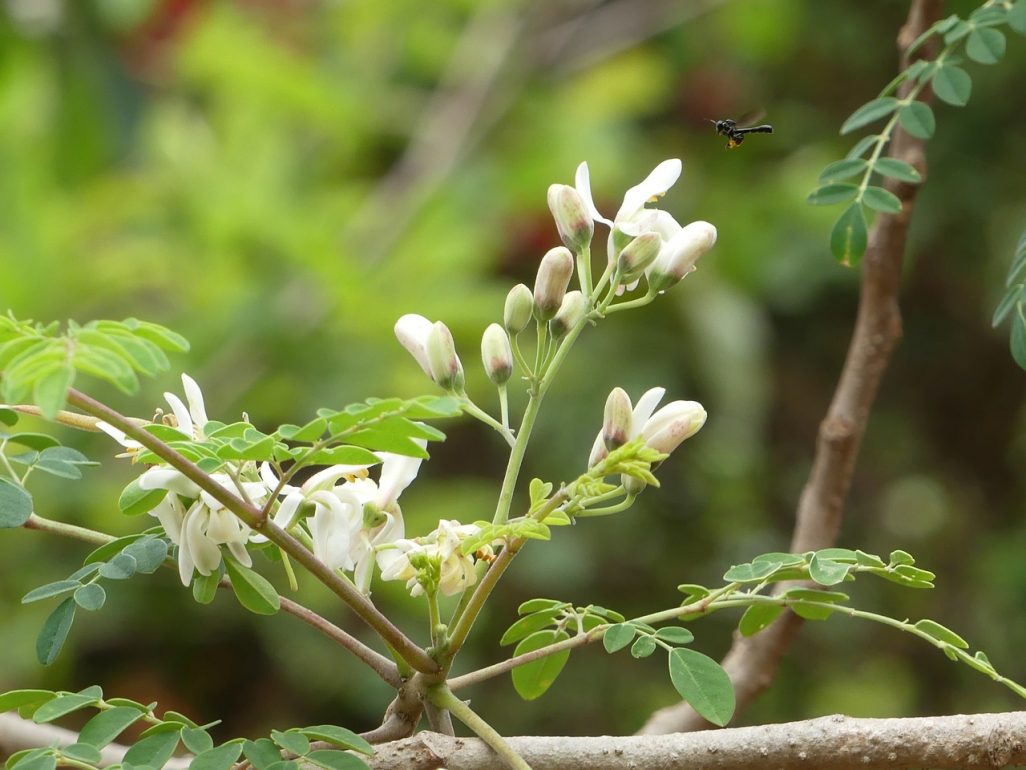 Moringa Blossom