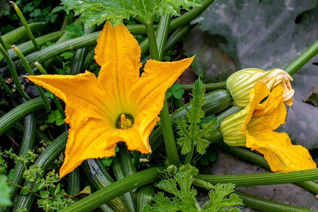 zucchini plant