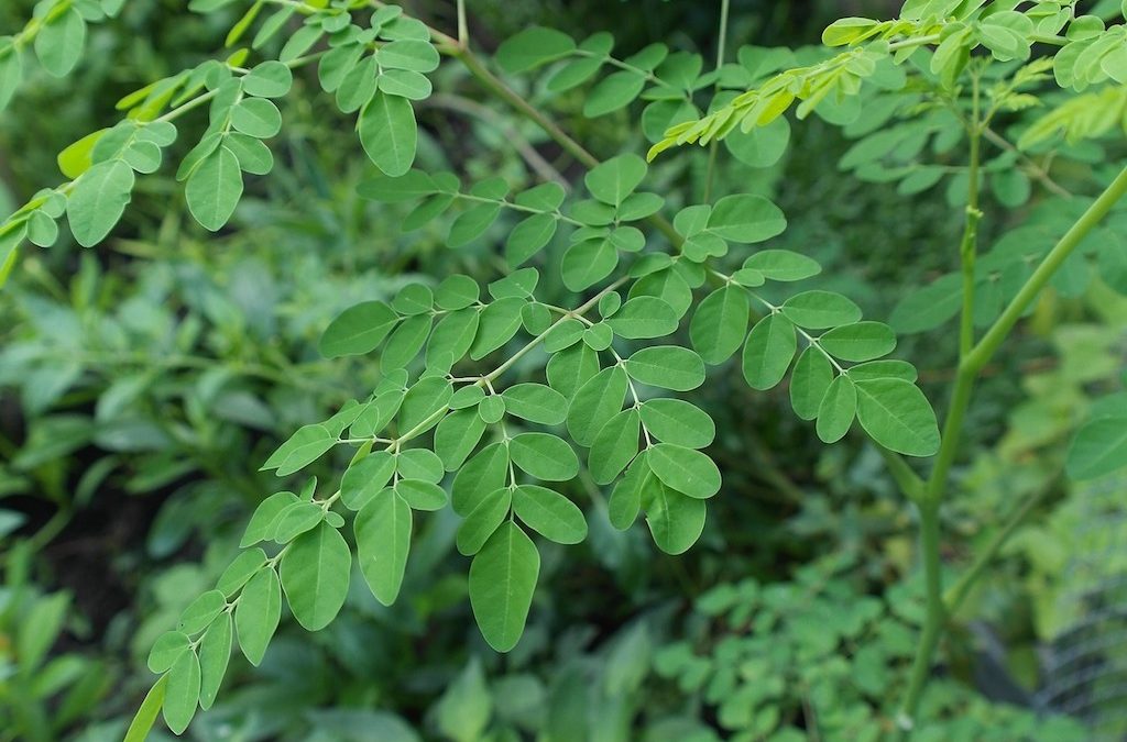 Plant Profile: Moringa
