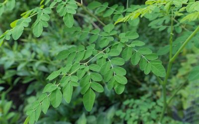 Plant Profile: Moringa