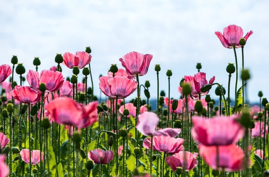 Plant Profile: Poppy (Papaver somniferum)