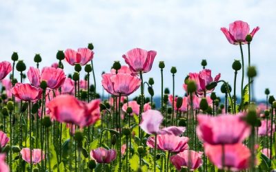 Plant Profile: Poppy (Papaver somniferum)