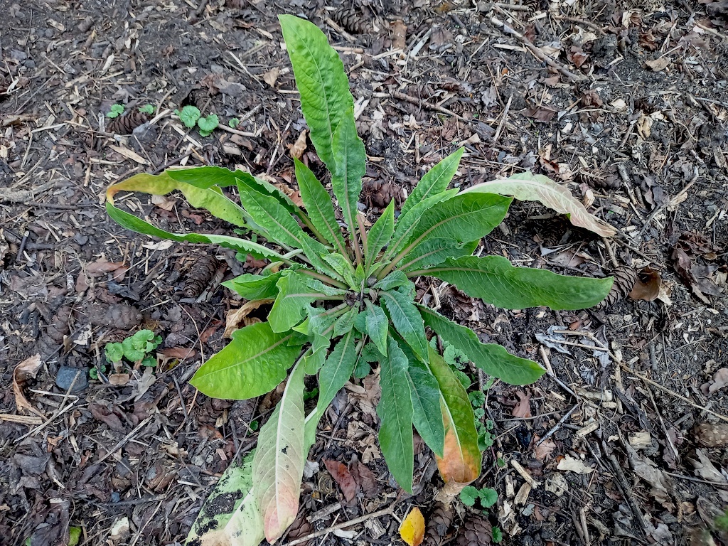 Evening Primrose rosette