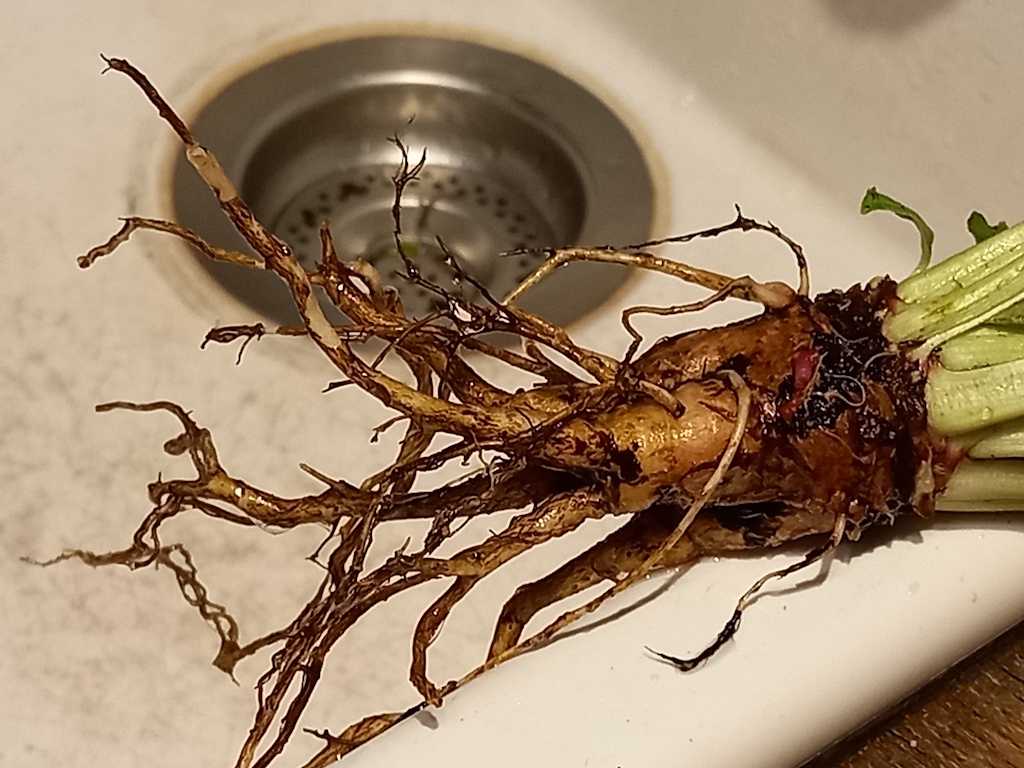 Evening Primrose root