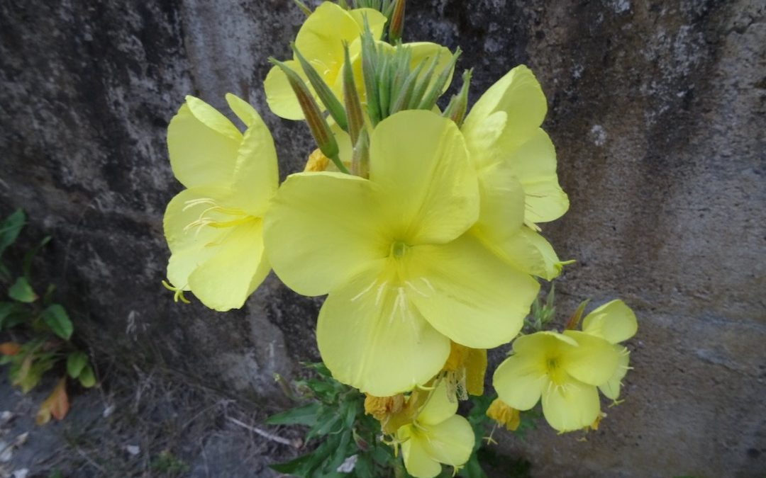 Foraging: Evening Primrose (Oenothera biennis)