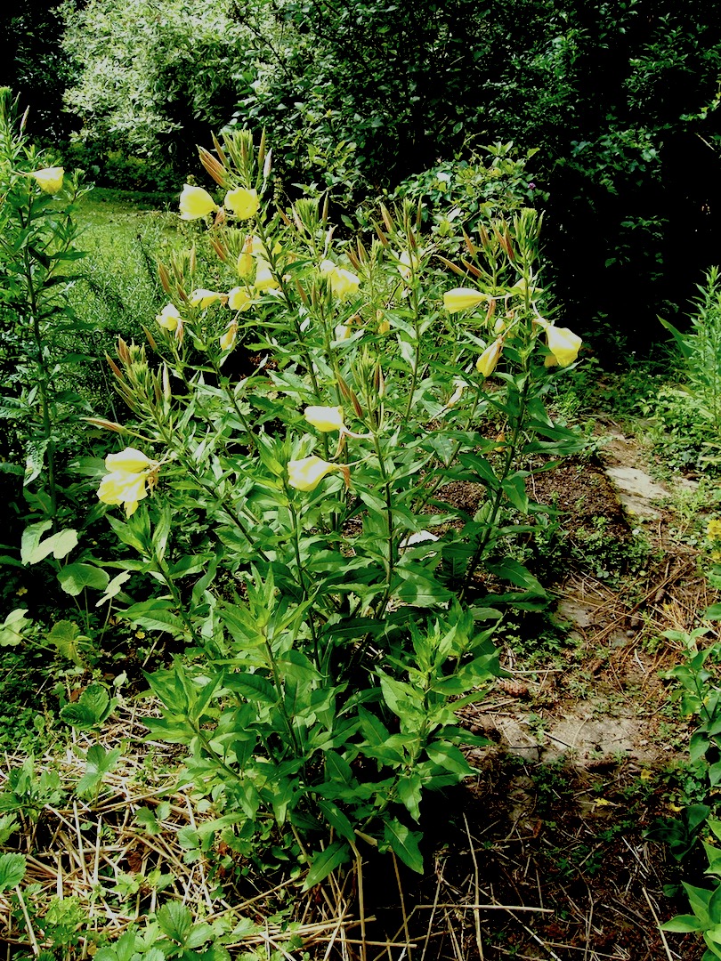 Evening Primrose