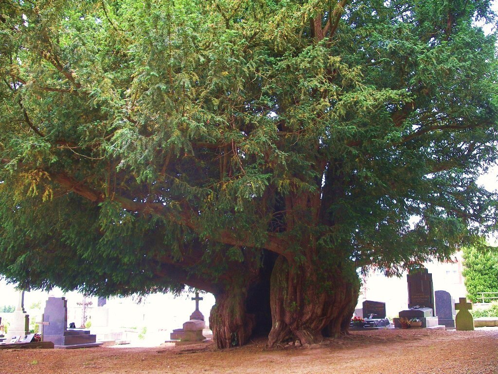 Yew of If d'Estry, Normandy