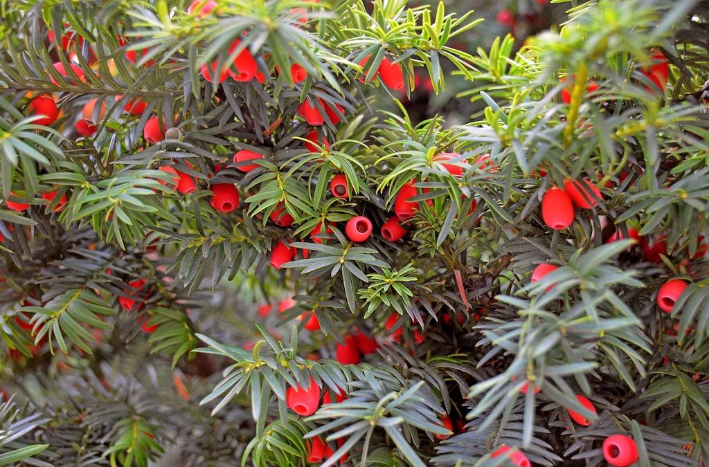 Tree Profile: Yew (taxus baccata)