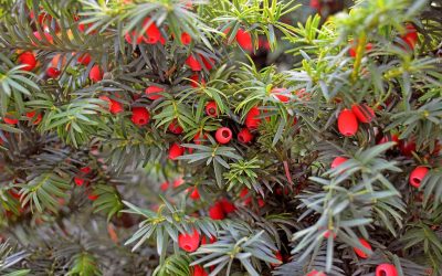 Tree Profile: Yew (taxus baccata)