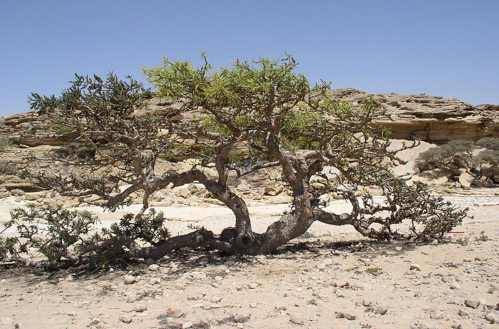 Frankincense (Boswellia sp.)